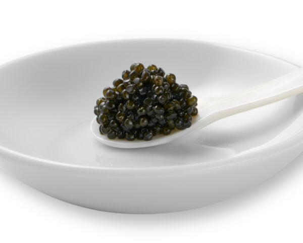 OLMA Hackleback Spoon
