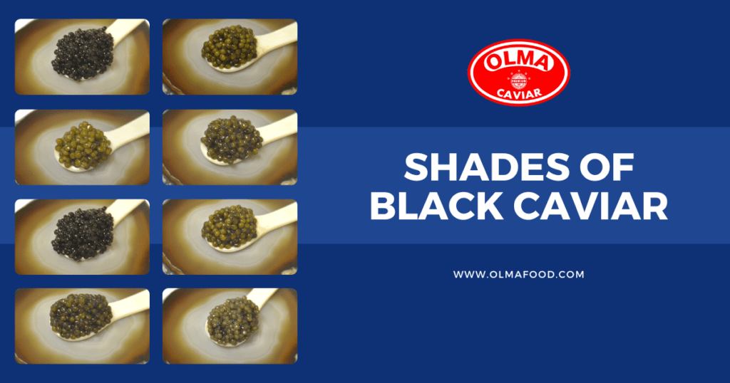 Shades of Black Caviar